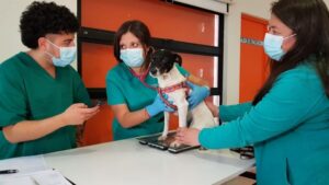 ¿Cómo cuidar de nuestras mascotas cuando se acerca el invierno?