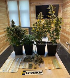 Policía de Investigaciones reduce punto de microtráfico de Cannabis en Porvenir