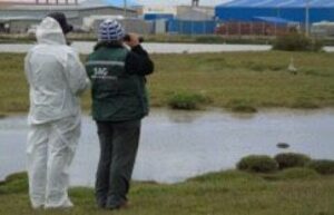En Costanera de Natales detectan otro caso de Gripe Aviar en cisne de cuello negro