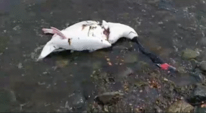 Gripe Aviar: detectan muerte de cisnes de cuello negro en Puerto Natales