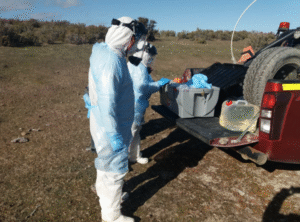 Tres personas involucradas en caso de Gripe Aviar en Tierra del Fuego