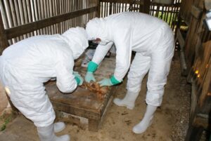 Más de 800 aves enterradas por sospecha de Gripe Aviar en Última Esperanza y Tierra del Fuego