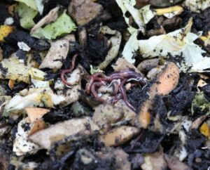 Treinta familias de Porvenir ejecutarán programa piloto de reciclaje de orgánicos