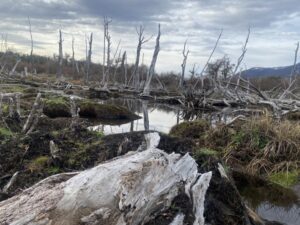 Hasta 110 mil castores estarían devastando Tierra del Fuego