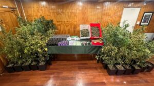 Incautan $325 millones en marihuana que se sembraba y almacenaba cerca de un jardín infantil