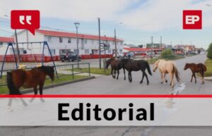 Los caballos se pasean libremente por nuestras calles