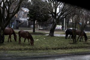 Seremi de Salud y faenamiento irregular de caballos: “No se deben consumir productos que se desconozca su origen”