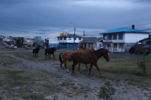 Insalubridad, fiscalizaciones y peligro: magallánicos opinan sobre el faenamiento clandestino de caballos