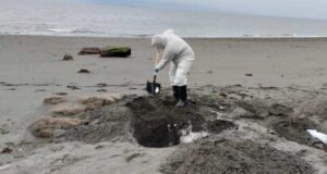 Mamífero marino que varó en costas de Natales dio positivo a Influenza Aviar