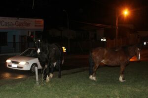 Concejal Becerra denuncia matanza de caballos y faenamiento irregular para comerlos