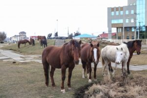 Caballo suelto en Ruta 9 Norte impacta a automovilista