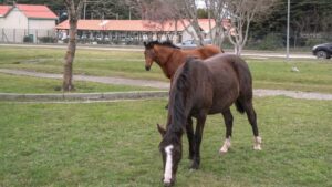 Municipio capturó 4 nuevos caballos mientras hoy se rematan otros tres