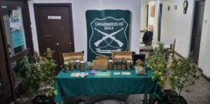 Formalizan a dos personas por tráfico de drogas y cultivo ilegal de Cannabis Sativa avaluado en $30 millones