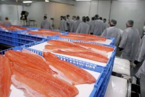 Uso de antibióticos en salmoneras chilenas aumentó un 24% entre 2019 y 2022