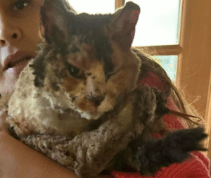 Víctima de incendio encontró a uno de sus seis gatitos perdidos