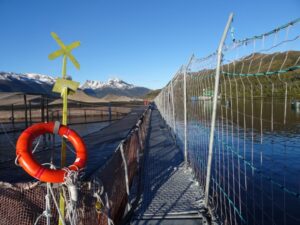 Australis plantea disminuir su producción en Magallanes y Aysén