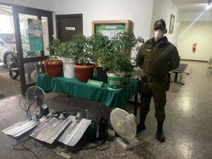 Denuncia por violencia intrafamiliar finaliza con detención de un sujeto sorprendido con 12 plantas de marihuana
