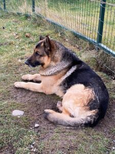 Tras ser rescatado por estar en condiciones deplorables un perro fue devuelto a su dueña y el caso archivado
