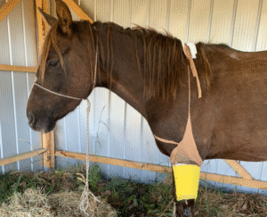 Caballos rescatados del Parque María Behety se  subastarán el viernes
