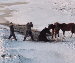 Magallánicos lograron rescatar un caballo atrapado en el hielo