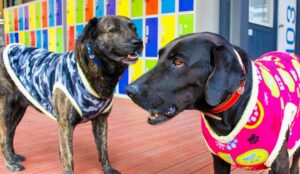 Día del Perro: hoy se celebra al mejor amigo del hombre