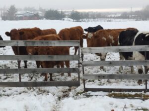 Autoridades del agro entregan recomendaciones ante bajas temperaturas