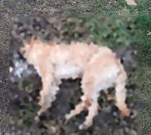 Aumenta el número de perros envenenados en Porvenir