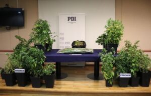 Sujeto fue formalizado por microtráfico de drogas: se le incautó $38 millones en marihuana