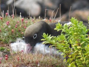 Reportan 13 nuevas especies de aves en Islote Albatros