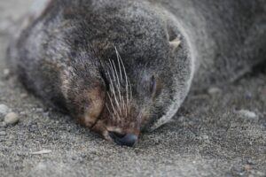 Segundo lobo marino muerto en una semana por gripe aviar en Magallanes