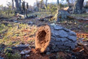 Talan ilegalmente más de 30 árboles nativos en sector periurbano de Puerto Williams