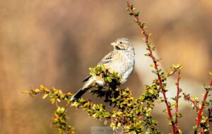 Yal común: la especie 108 avistada en el Humedal Tres Puentes