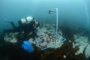 Nuevo estudio explica los impactos del cambio climático en erizos de mar