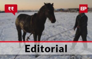 Los caballos ya son parte del día a día de los magallánicos