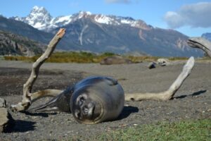 Aprueban Plan de Manejo del Área Marina Protegida Seno Almirantazgo
