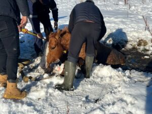 Rescataron a un segundo caballo atrapado en laguna congelada de Punta Arenas