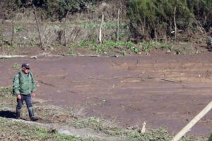 174 toneladas de alimento animal ha entregado Indap a agricultores afectados
