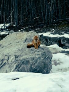 Las espectaculares postales que triunfaron en el concurso fotográfico de Timaukel