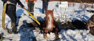 Por segundo día habitantes de Punta Arenas rescataron un caballo del hielo