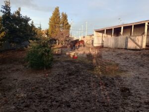 Anuncian nuevos corrales para resguardar caballos encontrados en vía pública