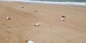 Encuentran más de 2 mil pingüinos magallánicos muertos en playas de Uruguay