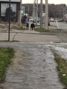 Dos Rottweiler salieron de casa y mataron a perro de vecina
