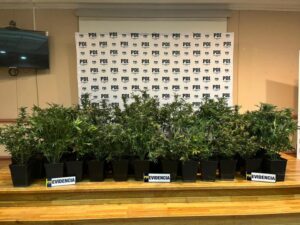 66 plantas de cannabis sativa e implementos para cultivo fueron incautados por la PDI