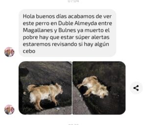 Envenenamiento en Porvenir: más de diez perros muertos esta semana