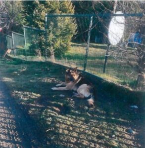 Municipio pide al Tribunal que se investigue caso de maltrato animal que la Fiscalía archivó en menos de cinco días