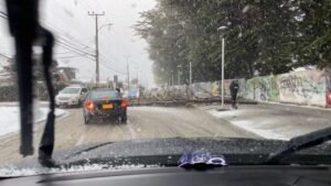 Reportan árbol caído en plena avenida de Punta Arenas