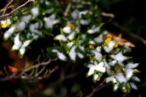 Alerta Temprana Preventiva por bajas temperaturas