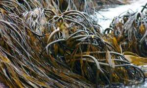 Impulsan proyecto de ley para proteger las algas pardas en Magallanes