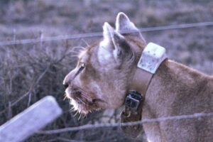 ¿De qué se trata la investigación que mantiene a pumas con collares de GPS?