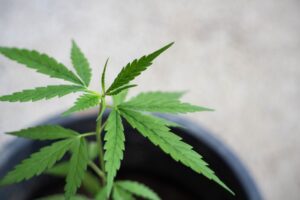 Hombre acusado de mantener 61 plantas y 864 gramos de marihuana es absuelto tras comprobarse uso medicinal